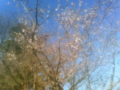 城峯公園　冬桜