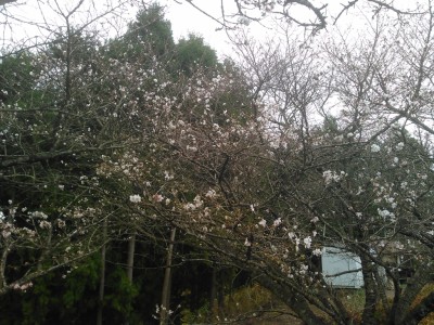 桜山公園の冬桜